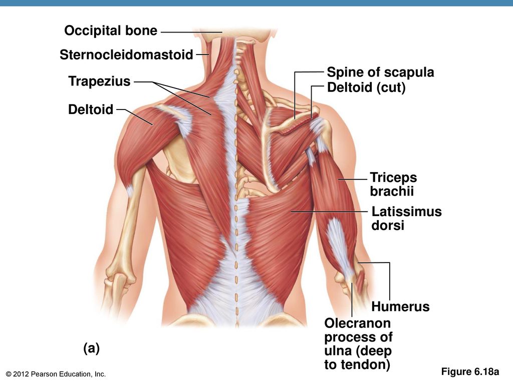 Musculos profundos de la espalda
